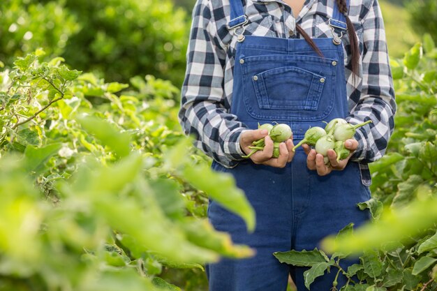 La main du fermier, la femme tenant le légume à la main et la rizière.