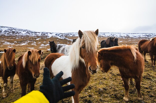 Main essayant de toucher un poney Shetland dans un champ couvert d'herbe et de neige en Islande