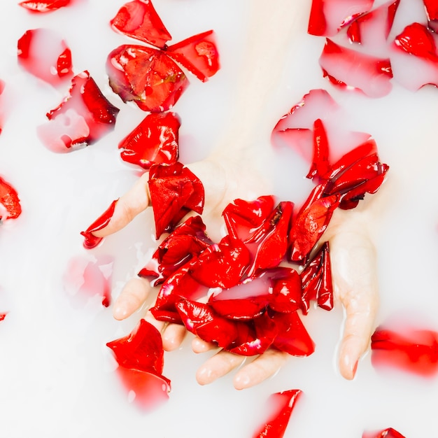 Main de femme avec de délicates pétales de fleurs rouges dans un bain à remous avec du lait