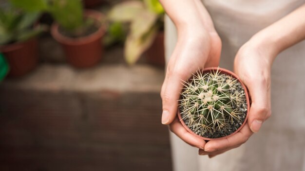 Main de femme tenant une petite plante en pot succulente