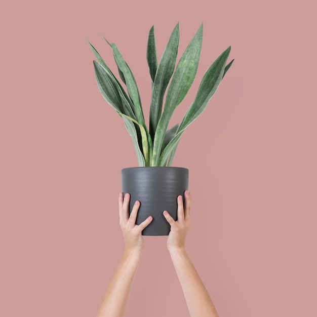 Main de femme tenant une plante en pot