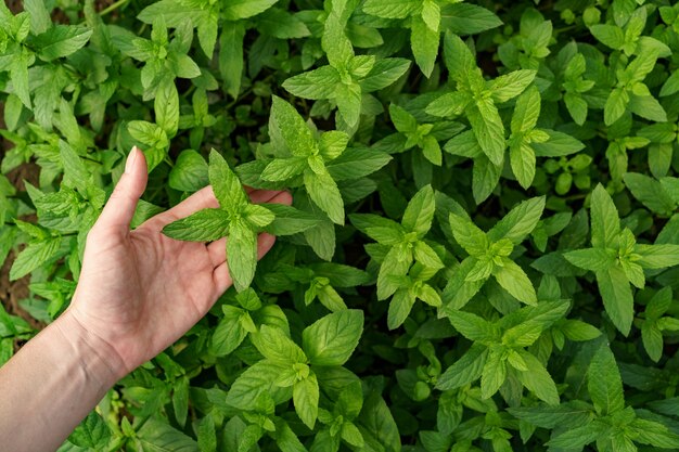 Main de femme touchant la menthe biologique fraîche dans le jardin.