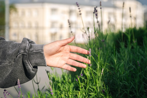 Photo gratuite la main d'une femme touche une fleur de lavande en gros plan