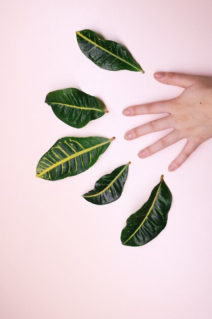 Main humaine et cinq feuilles sur une surface blanche