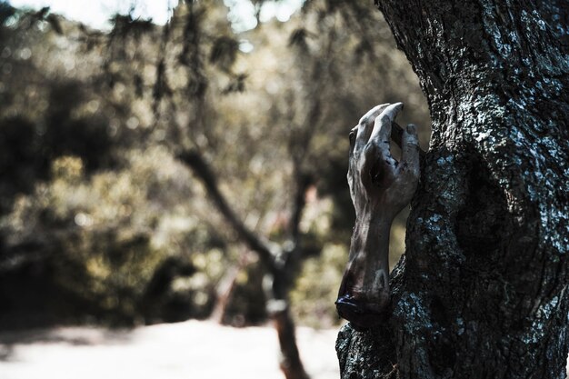 Main de mort-vivant sur un arbre dans un fourré ensoleillé