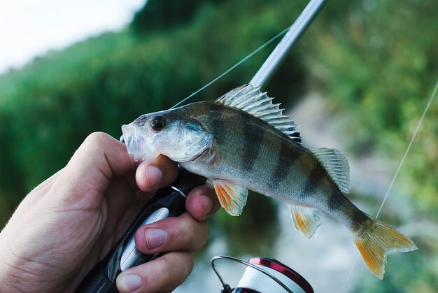 Main de pêcheur avec une canne à pêche tenant des poissons