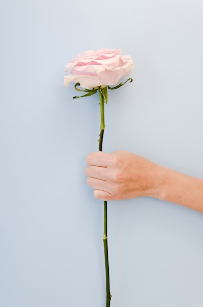 Main tenant une belle rose tourné en studio