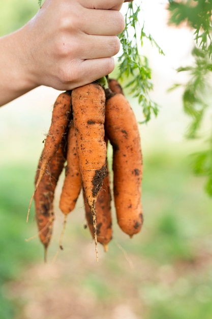 Main tenant un bouquet de carottes de jardin