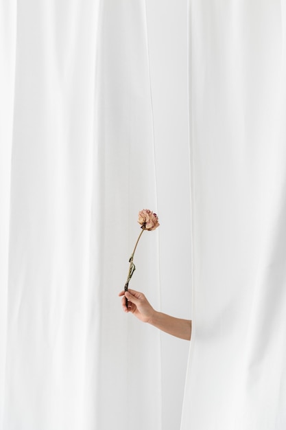 Main tenant une fleur de pivoine sèche devant un rideau blanc