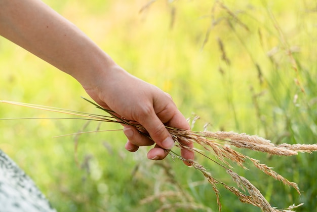 Main tenant la vue de côté de blé