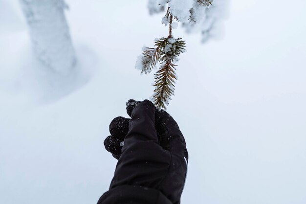 Main tendue vers un arbre enneigé dans le parc national de Riisitunturi, Finlande