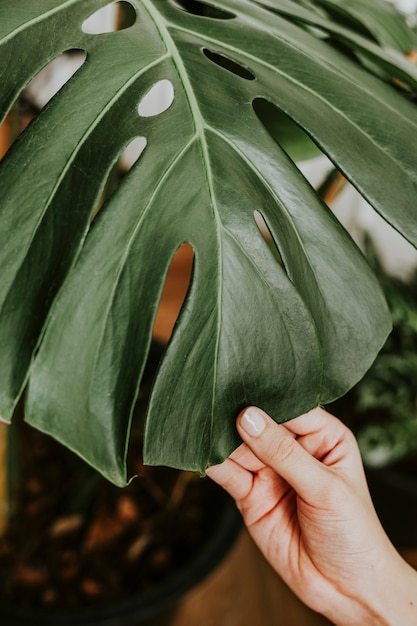 Main touchant une feuille de monstera