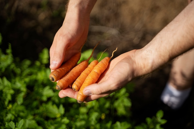 Mains à angle élevé tenant des carottes