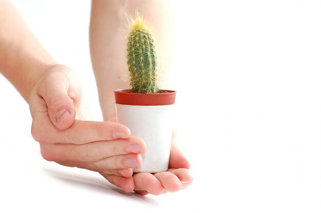 Les mains avec un cactus dans un pot