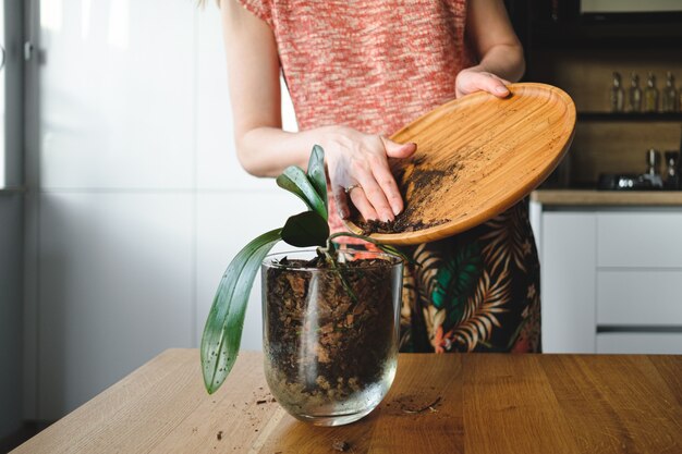 Mains de femme plantant une fleur dans la maison