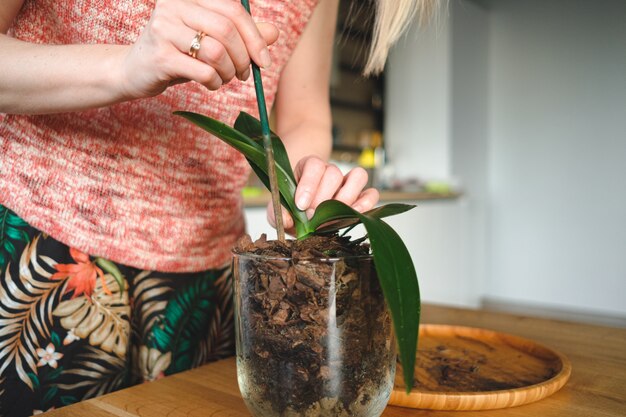 Mains de femme plantant une fleur dans la maison