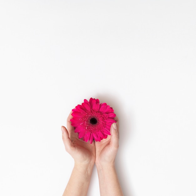 Mains avec fleur rose