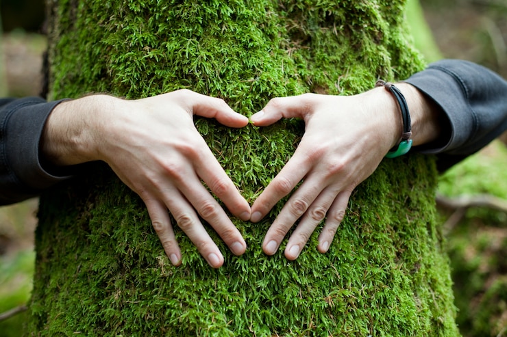 Photo gratuit mains en forme de coeur sur un arbre
