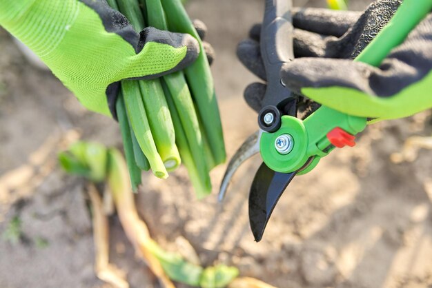 Mains de jardinier en gants avec sécateur cisailles coupant des oignons verts dans un potager en gros plan. aliments sains naturels, biologiques, cultivés soi-même, passe-temps