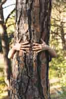 Photo gratuite mains serrant l'arbre dans de beaux bois verts