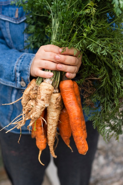 Mains tenant des carottes et du panais biologiques