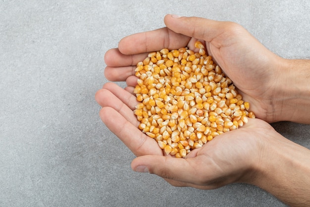 Mains tenant de nombreux grains de maïs crus sur une surface grise.