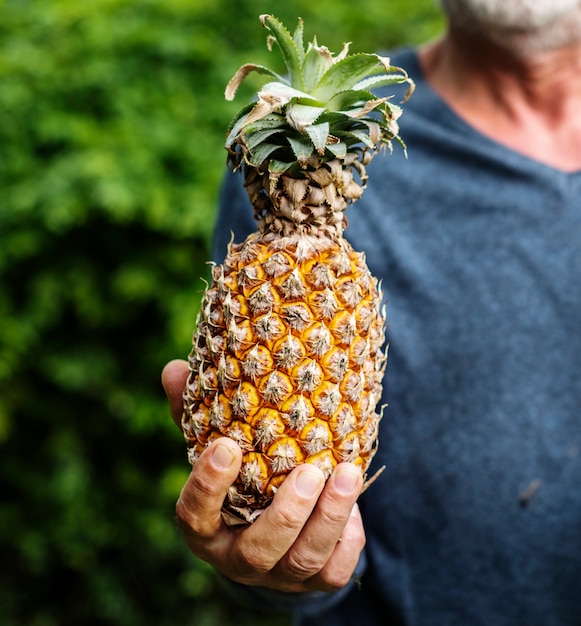 Mains tenant des produits biologiques d&#39;ananas de la ferme