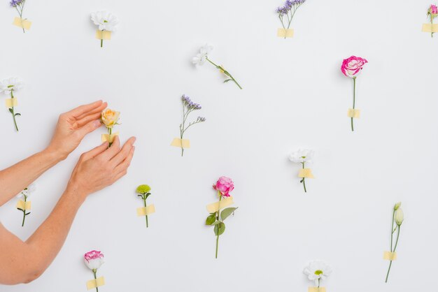 Mains touchant les fleurs de printemps