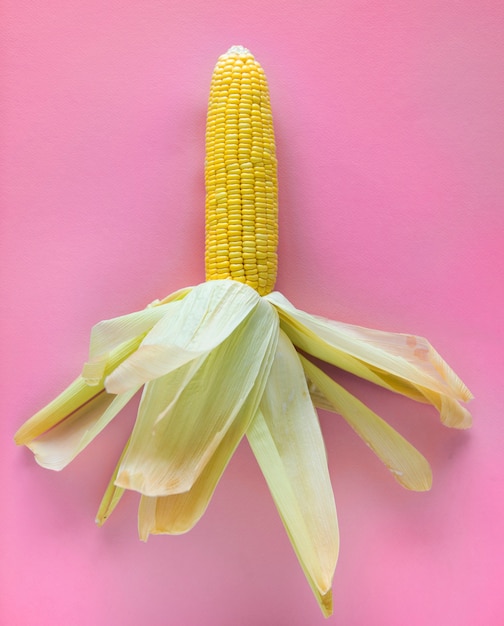 Maïs cru jaune dans un fond rose