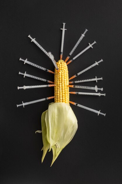 Maïs et seringues alimentaires modifiés aux OGM