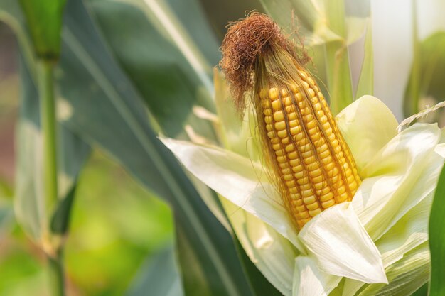 Maïs sur la tige prêt à être récolté dans le champ.