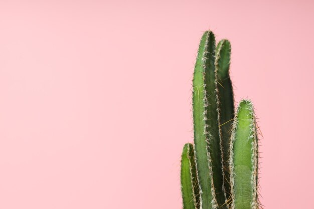 Maison de culture de passe-temps confortable ou cactus de plantes d'intérieur