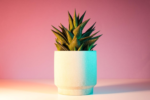 Photo gratuite maison de culture de passe-temps confortable ou cactus de plantes d'intérieur