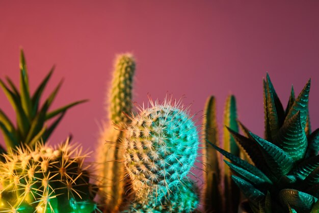 Maison de culture de passe-temps confortable ou cactus de plantes d'intérieur