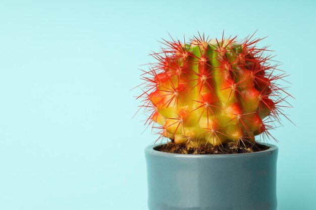 Maison de culture de passe-temps confortable ou cactus de plantes d'intérieur