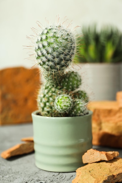 Maison de culture de passe-temps confortable ou cactus de plantes d'intérieur