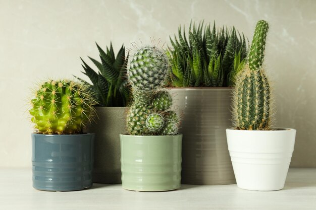 Maison de culture de passe-temps confortable ou cactus de plantes d'intérieur