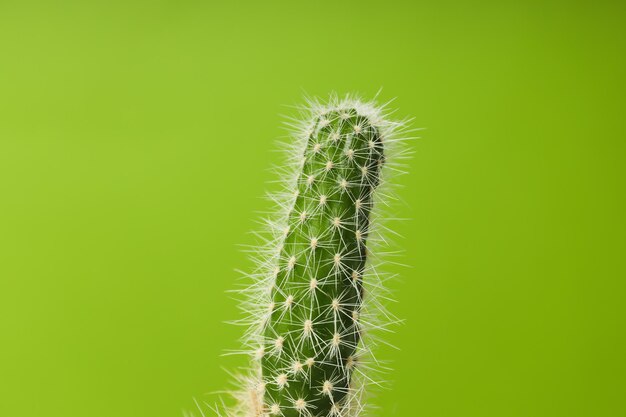 Maison de culture de passe-temps confortable ou cactus de plantes d'intérieur