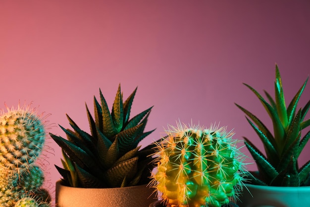 Maison de culture de passe-temps confortable ou cactus de plantes d'intérieur