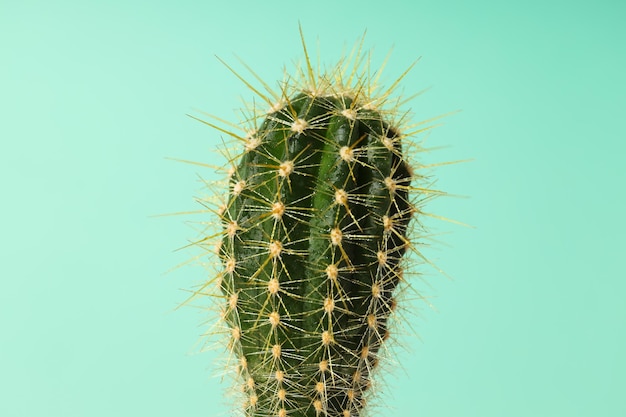 Photo gratuite maison de culture de passe-temps confortable ou cactus de plantes d'intérieur