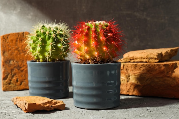 Photo gratuite maison de culture de passe-temps confortable ou cactus de plantes d'intérieur