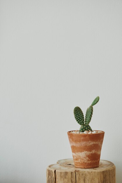 Maison esthétique avec cactus sur un tabouret en bois