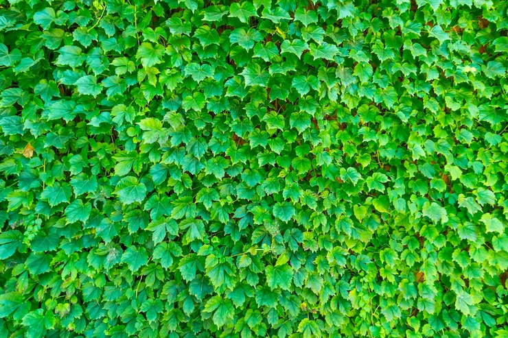 Photo gratuit maison jardin bleu jardin parc printanier