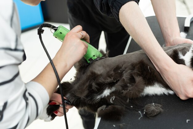 Le Maitre De Toilettage Coupe Et Rase Un Chat Avec Une Machine A Raser Electrique Photo Premium