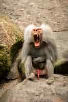 Photo gratuite majestueux babouin hamadryas en captivité singes sauvages au zoo animaux magnifiques et aussi dangereux faune africaine en captivité