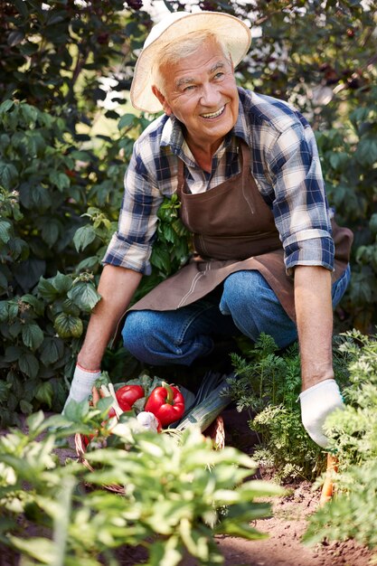 Man travaillant dans le domaine avec une poitrine de légumes