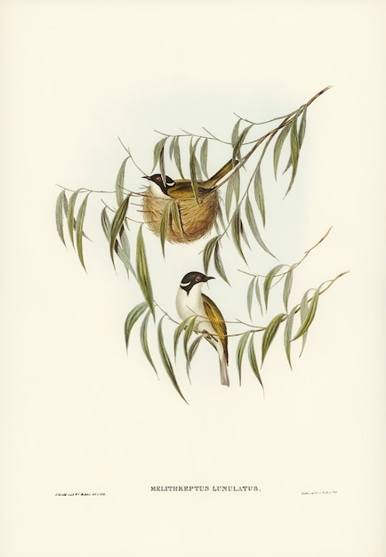 Photo gratuite mangeur de miel lunulé (melithreptus lunulatus) illustré par elizabeth gould