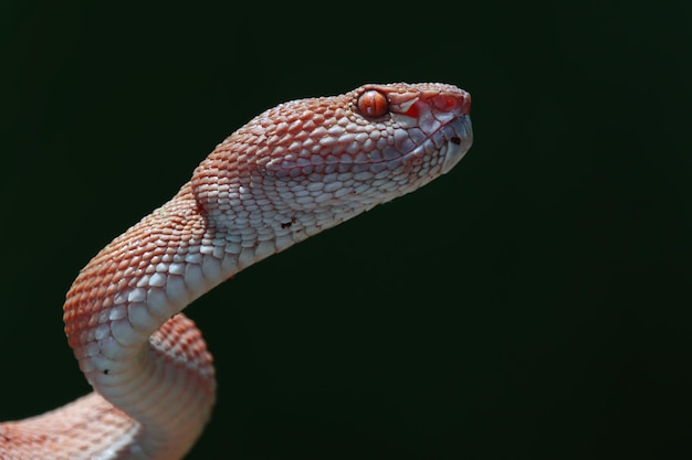 Photo gratuite manggrove pit viper serpent gros plan tête animal gros plan vue avant du serpent