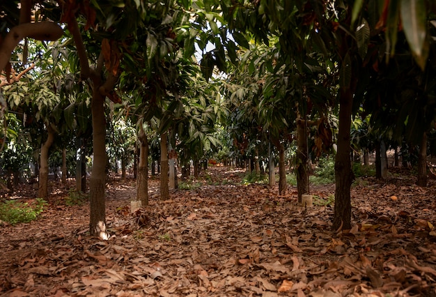 Manguiers tropicaux aux fruits délicieux