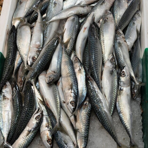 Maquereaux sur étal de poisson sur le marché de Sanarysurmer